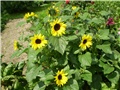 suncokret